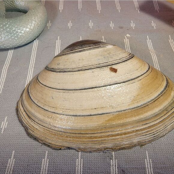DECOUPAGE CLAM SHELL DECOUPAGE FLOWERS 💐 ON A CLAM SHELL TRINKET DISH - Picture 10 of 10